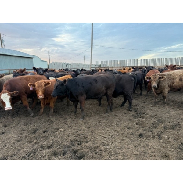 Chipping Hill Cattle Co. - 1000# September Delivery Heifers - 244 Head (MacGregor, MB)