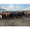 Image 1 : Chipping Hill Cattle Co. - 1000# September Delivery Heifers - 244 Head (MacGregor, MB)