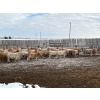 Image 6 : Lowe Ranches - 584# December Delivery Weaned Heifers - 92 Head (Nanton, AB)