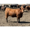 Image 5 : Dun Rite Stock & Stables - 1050# September Delivery Open Heifers - 60 Head (Bentley, AB)