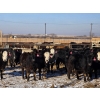 Image 4 : Cattlewood Farms Ltd. - 860# February Delivery Heifers - 70 Head (Vauxhall, AB)