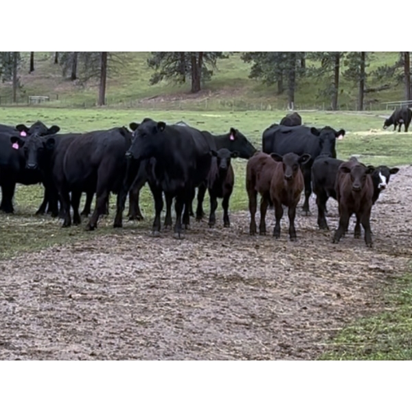 Russel Abel & Brandon Abel - 550# November Delivery Heifer Calves - 50 Head (Falkland, BC)