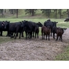 Image 1 : Russel Abel & Brandon Abel - 550# November Delivery Heifer Calves - 50 Head (Falkland, BC)