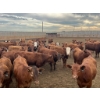 Image 8 : Cattlewood Farms Ltd. - 740# June Delivery Heifers - 200 Head (Fincastle, AB)