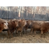 Image 2 : Leonard, Bonnie & Blair Zdan - 900# January Delivery Weaned Heifers - 68 Head (Alonsa, MB) VBP+