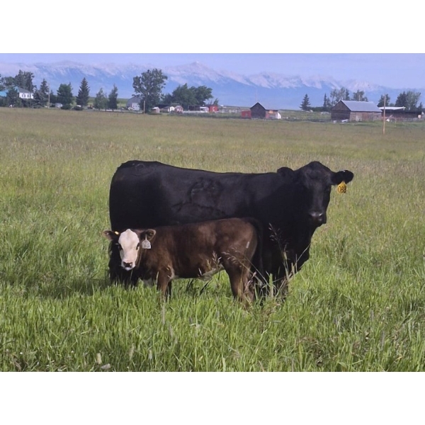 Thompson Colony - 650# October Delivery Steer Calves - 95 Head (Fort Macleod, AB)