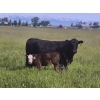 Image 1 : Thompson Colony - 550# October Delivery Steer Calves - 110 Head (Fort Macleod, AB)