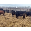 Image 10 : G & B Farms - 935# April Delivery Steers - 64 Head (Deloraine, MB) VBP+