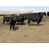 Image 5 : Hegedys Ranching - 970# May Delivery Steers - 160 Head (Acme, AB)