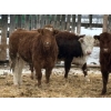 Image 4 : Hines Ranching - 825# February Delivery Yearling Heifers - 73 Head (Marwayne, AB)