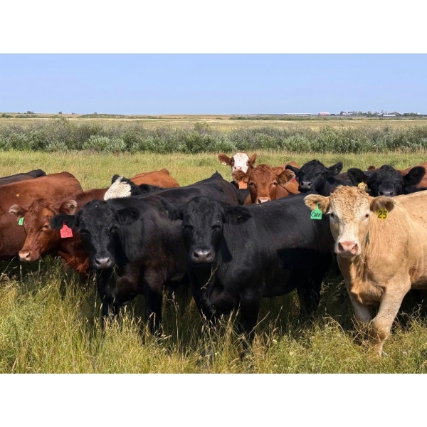 Riverbend Ranch - 1000# October Delivery Grass Steers - 120 Head (Coronation, AB)