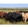 Image 1 : Riverbend Ranch - 1000# October Delivery Grass Steers - 120 Head (Coronation, AB)