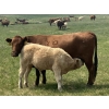 Image 12 : MacMillan Farming Co. - 545# July Delivery Steer Calves - 210 Head (Cayley, AB) VBP+