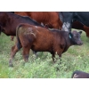 Image 8 : L & J Ranch - 550# October Delivery Steer Calves - 70 Head (Harptree, SK)