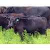 Image 15 : Spring View Ranch Ltd. - 610# November Delivery Steer Calves - 80 Head (Beaubier, SK)
