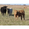 Image 3 : Beck Farms - 650# November Steer Calves - 45 Head (Lang, SK)
