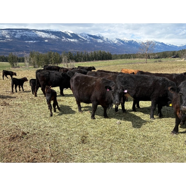 Kingsclere Ranch - 40 Angus X Pairs (Parsons, BC)