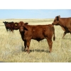 Image 4 : Evans Family (Gary, Carla & Keith) - 600# Steer Calves - 100 Head (Bassano, AB)