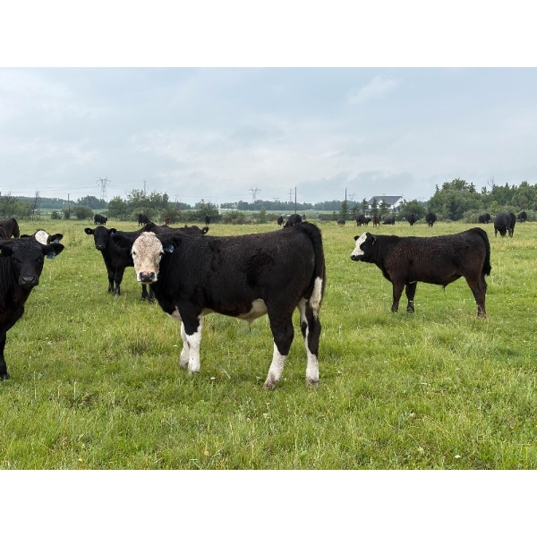 Bar 27 Stock Farm - 720# September Delivery Steer Calves - 85 Head (Spruce View, AB) VBP+