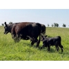 Image 12 : Lee Johnston - 35 Black/Black X Cow/Calf Pairs (Welwyn, SK)