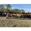 Image 5 : Franklin Cattle Co. - 575# December Delivery Weaned Heifers - 200 Head (Grenfell, SK)