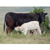 Image 13 : GW Murray Ranches - 515# October Delivery Steer Calves - 115 Head (Tompkins, SK)
