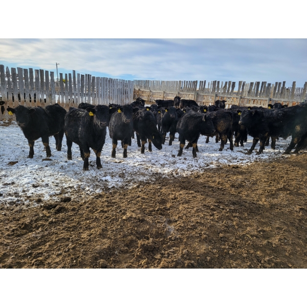 Bauer Ranching - 890# February Weaned Steers - 235 Head (Hilda, AB)