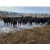 Image 1 : Bauer Ranching - 890# February Weaned Steers - 235 Head (Hilda, AB)