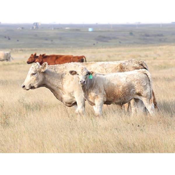 LV Farms - 520# November Delivery Steer Calves - 75 Head (Midale, SK)