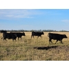 Image 7 : Lazy S Four Ranches - 1030# September Delivery Grass Heifers - 60 Head (Donalda, AB)