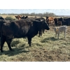 Image 7 : Black Powder Cattle Company - 36 Red & Black X Pairs (Oxbow, SK)