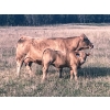 Image 2 : Kruppi Ranch/Dale Crowle - 595# October Delivery Steer Calves - 95 Head (Hemaruka, AB)