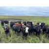 Image 3 : G & B Farms - 910# Sept/Oct Delivery Grass Heifers - 64 Head (Deloraine, MB) VBP+
