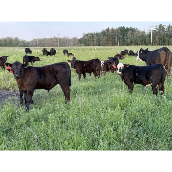 Greg Bramall - 650# November Delivery Steer Calves - 80 Head (Eckville, AB)