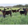 Image 1 : Greg Bramall - 650# November Delivery Steer Calves - 80 Head (Eckville, AB)