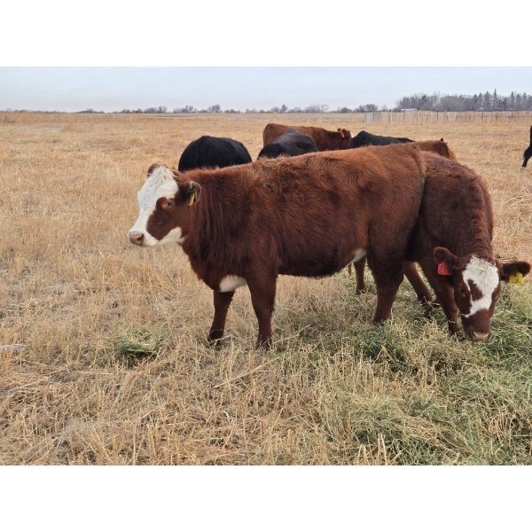 Coyote Tree Ranching - 1 Black Cow (Pen 310)