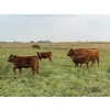 Image 10 : Malarky Farms - 35 Red/Red X Cow/Calf Pairs (Newdale, MB)