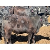 Image 9 : Rob Mossey - 940# April Delivery Steers - 65 Head (Vauxhall, AB)