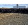 Image 5 : M.S. MacLean Livestock - 1500# Cows - 55 head (Coaldale, AB)