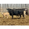 Image 2 : Blue Moon Cattle Co. - 32 Black X Pairs (Irricana, AB)