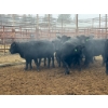 Image 3 : D6 Cattle Farm - 11 Heifers (Pen 404)