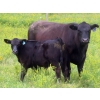 Image 16 : Spring View Ranch Ltd. - 610# November Delivery Steer Calves - 80 Head (Beaubier, SK)