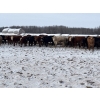 Image 4 : Hines Ranching - 900# Dec/Jan Delivery Yearling Steers - 70 Head (Marwayne, AB)