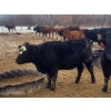 Image 6 : Double X Management - 830# January Delivery Yearling Heifers - 70 Head (Langruth, MB)