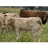 Image 6 : Eagle Creek Ranching Ltd. - 625# Steers Calves - 90 Head (Sundre, AB)