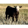 Image 2 : Jim Brothers Land & Cattle - 475# October Steer Calves - 35 Head (Nanton, AB)