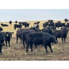 Image 12 : Boggy Springs Ranch - 970# September Grass Heifers - 100 Head (Maple Creek, SK)