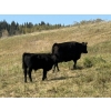 Image 7 : Lobo Ranching - 560# October Delivery Steer Calves - 270 Head (Cochrane, AB)