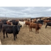 Image 5 : Chipping Hill Cattle Co. - 525# May Delivery Heifers - 65 Head (MacGregor, MB)