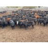 Image 6 : Muirhead Cattle Co. - 640# Steer Calves - 93 Head (Shellbrook, SK)